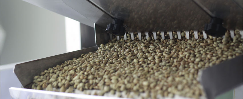 Fine Robusta Đắk Nông đầu tư, chế biến cà phê chất lượng cao
