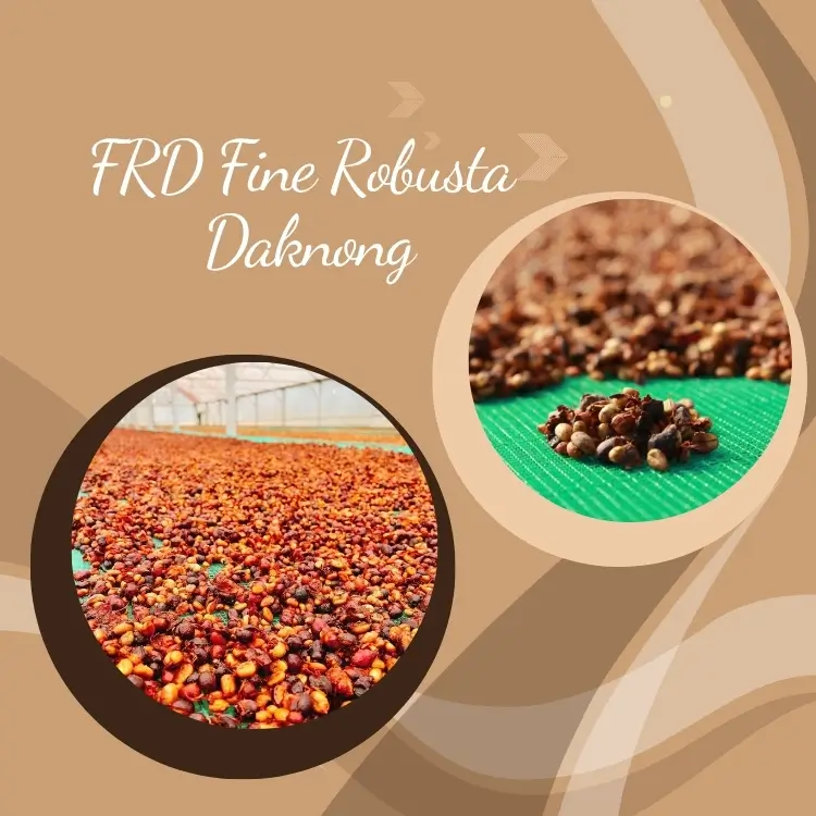 Tầm quan trọng của các chứng nhận 4C, RA, Fairtrade, EU Organic với nông dân