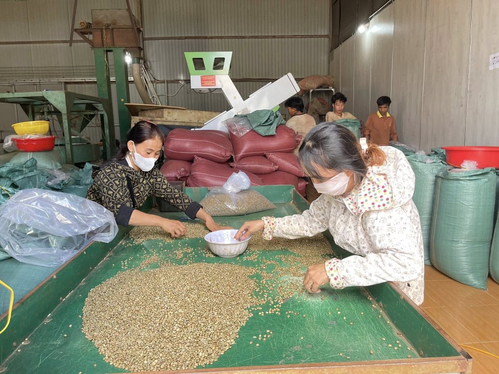 Fine Robusta Đắk Nông xây dựng thương hiệu minh bạch – chất lượng – chuyên nghiệp