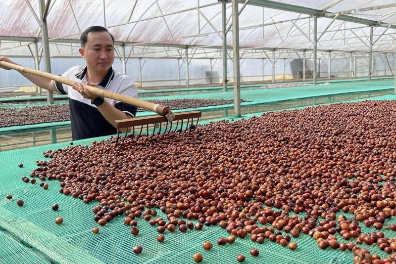 Ứng dụng quá trình lên men trong chế biến cà phê Robusta