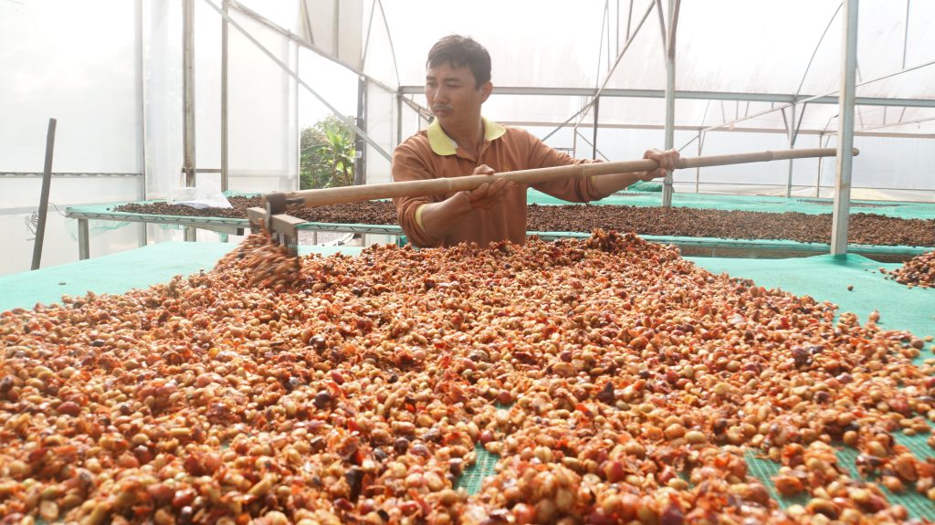 Quy trình sản xuất cà phê chất lượng cao tại Fine Robusta Đắk Nông