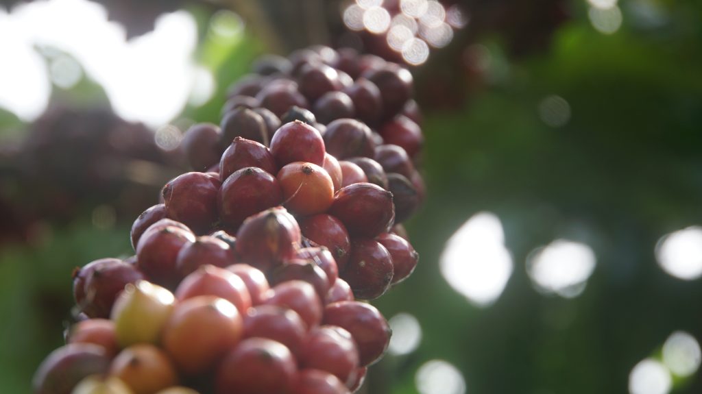 Fine Robusta Đắk Nông – như thế nào là cà phê sạch?