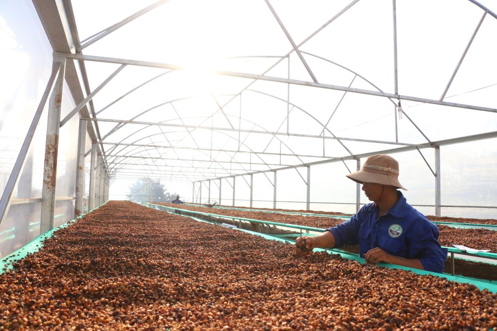 HTX Đắk Ka xây dựng thương hiệu Fine Robusta Đắk Nông