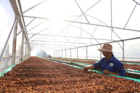 HTX Đắk Ka xây dựng thương hiệu Fine Robusta Đắk Nông