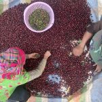 Fine Robusta Đắk Nông đón đầu xu hướng tiêu dùng cà phê