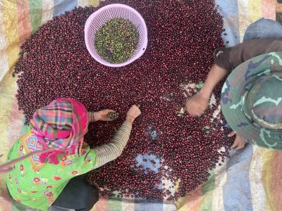 Fine Robusta Đắk Nông đón đầu xu hướng tiêu dùng cà phê