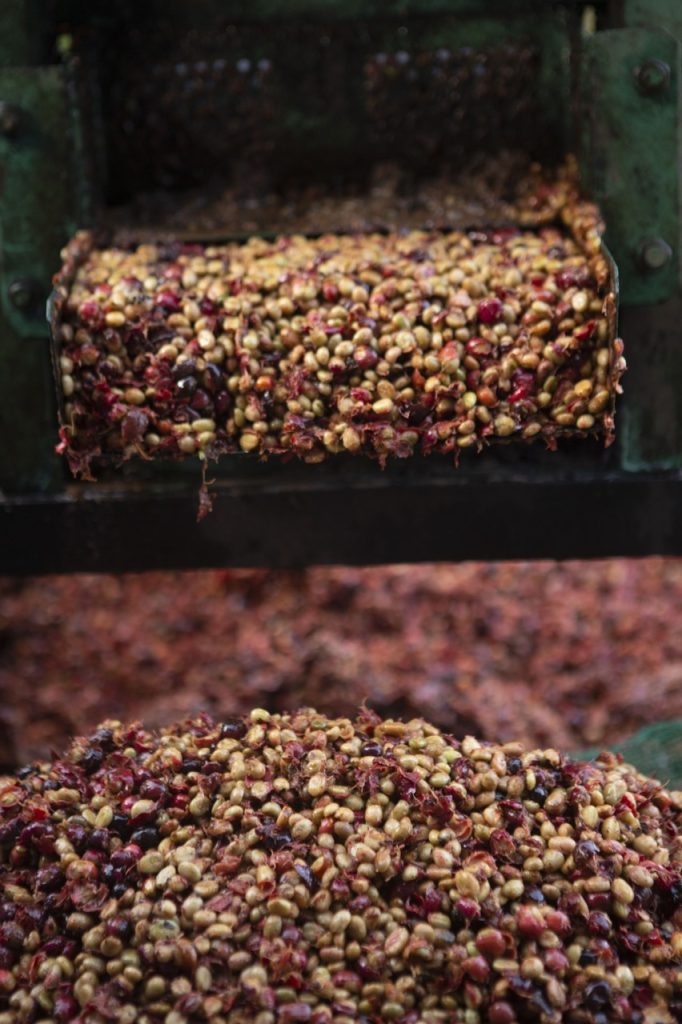 Fine Robusta Đắk Nông xây dựng hệ sinh thái nông nghiệp bền vững