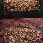 Fine Robusta Đắk Nông xây dựng hệ sinh thái nông nghiệp bền vững