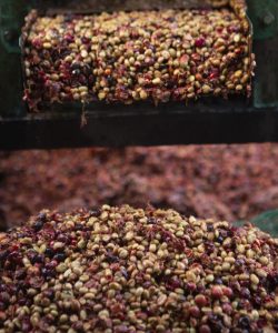 Fine Robusta Đắk Nông xây dựng hệ sinh thái nông nghiệp bền vững