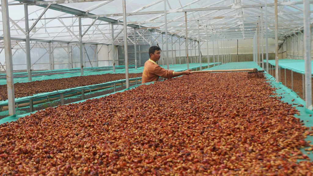 Fine Robusta Đắk Nông – công nghệ sinh học tạo hương vị đặc trưng cho cà phê