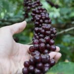 Cách cà phê Robusta của Đắk Ka được công nhận Fine Robusta?