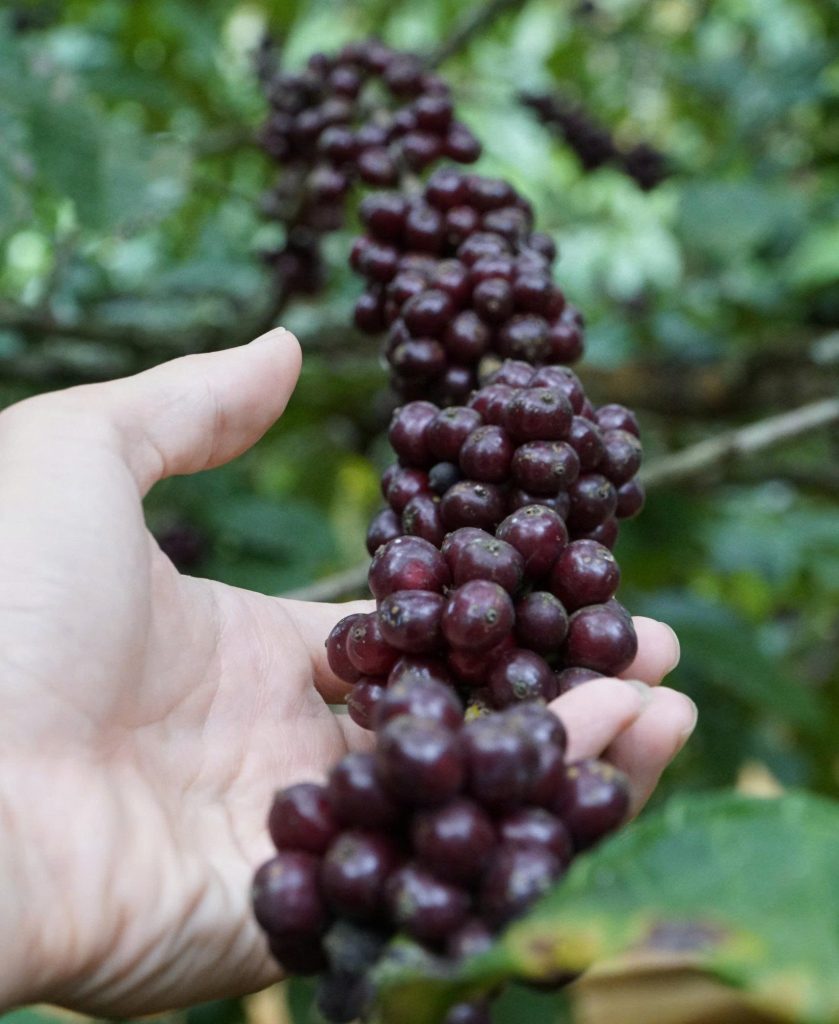 Cách cà phê Robusta của Đắk Ka được công nhận Fine Robusta?