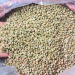 Chế biến Honey Process, giữ gìn hương vị và giá trị tự nhiên của Fine Robusta Đắk Nông