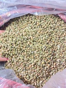Chế biến Honey Process, giữ gìn hương vị và giá trị tự nhiên của Fine Robusta Đắk Nông